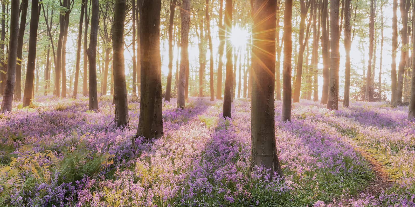 Landscape image with lots of trees with the sun shining through with the floor covered in purple flowers.